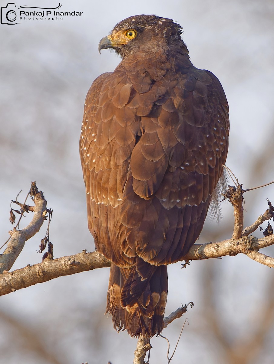 Crested Serpent-Eagle - ML624019659