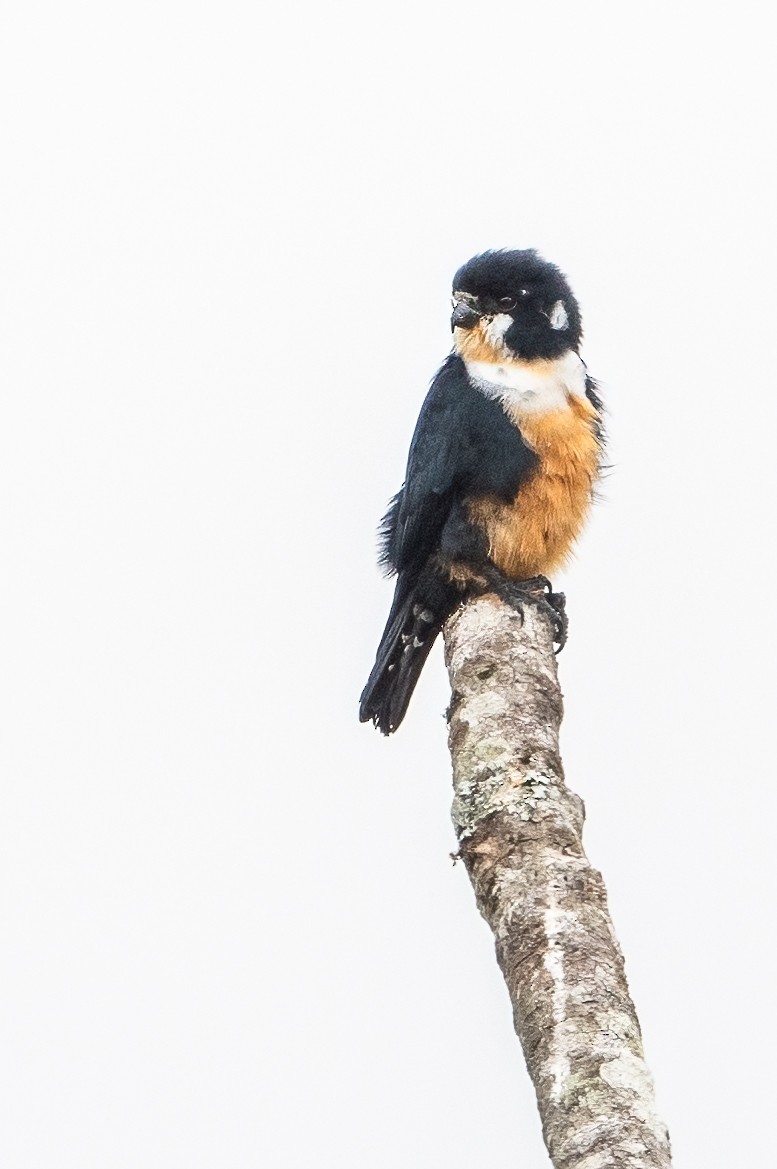 Black-thighed Falconet - ML624019660