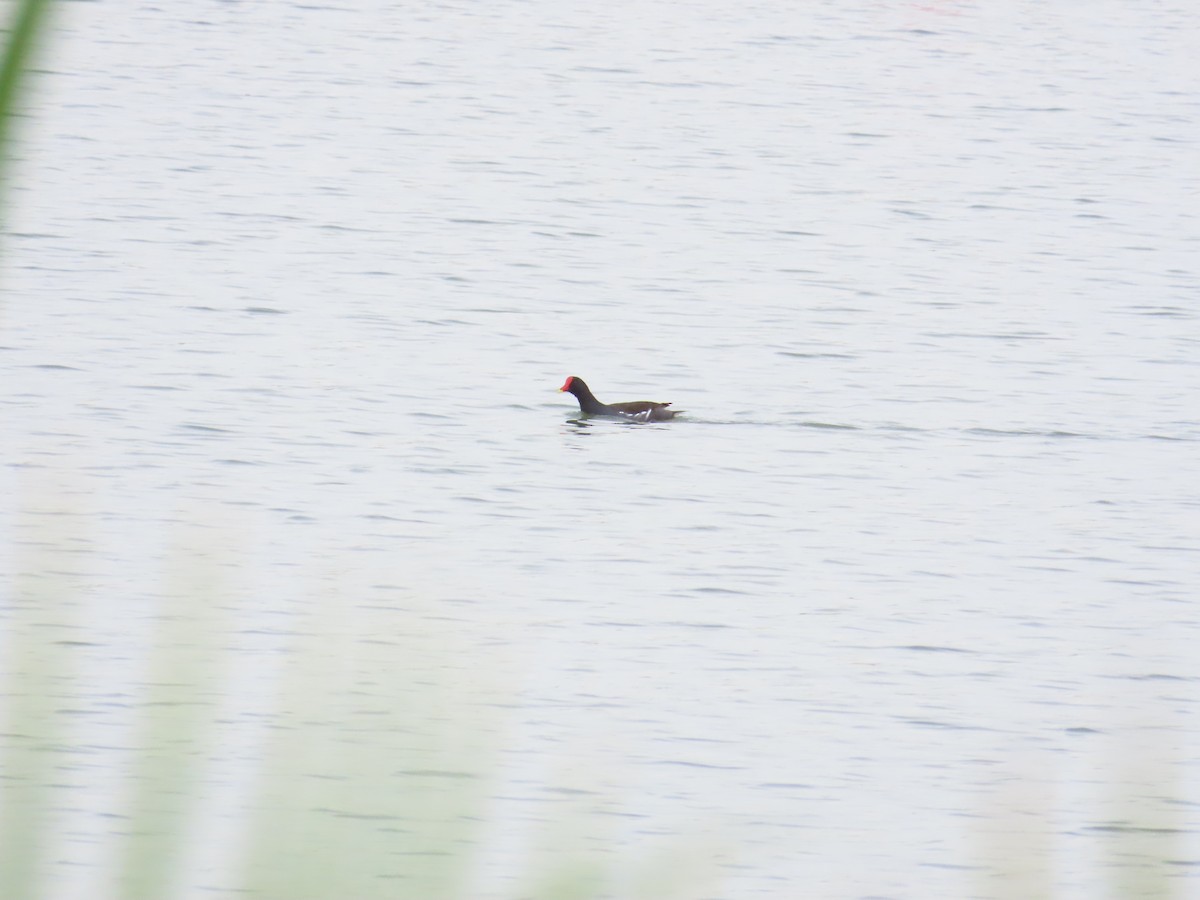 Eurasian Moorhen - ML624019661