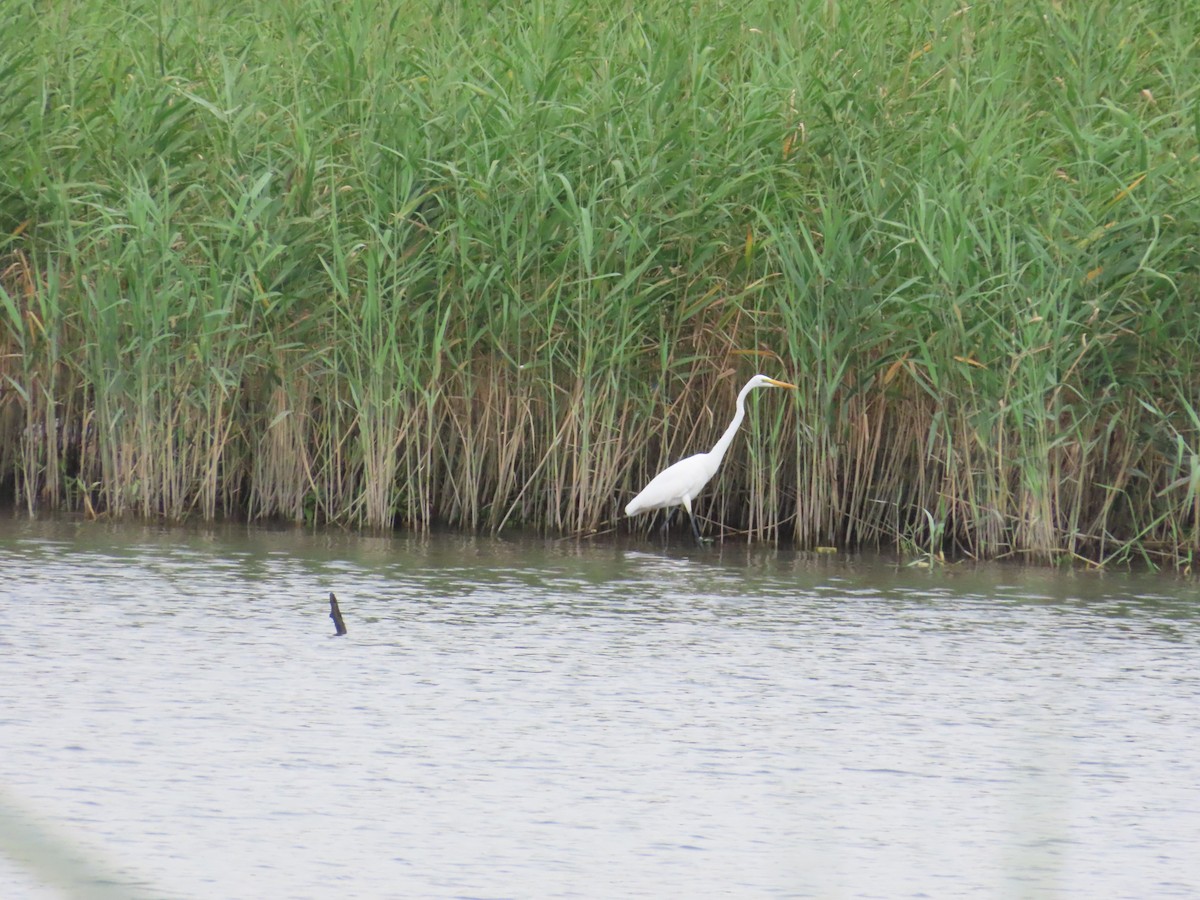 Great Egret - ML624019664