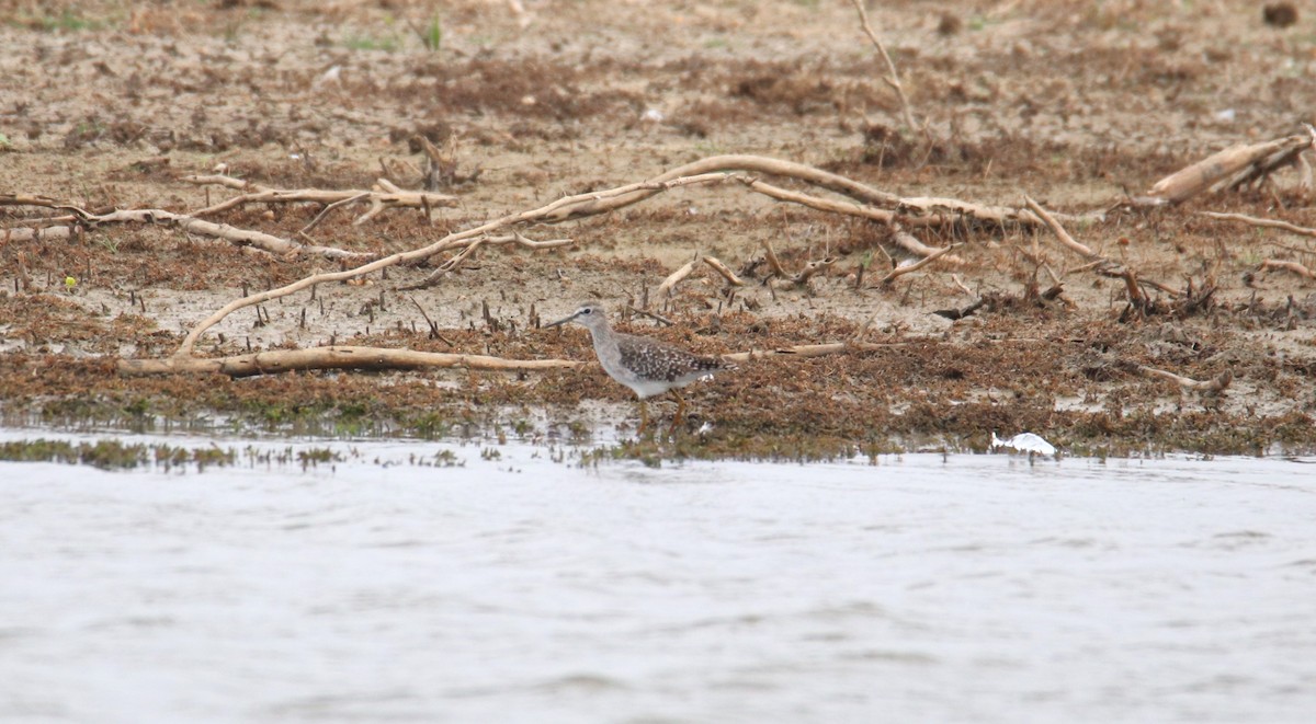 Wood Sandpiper - Praveen H N