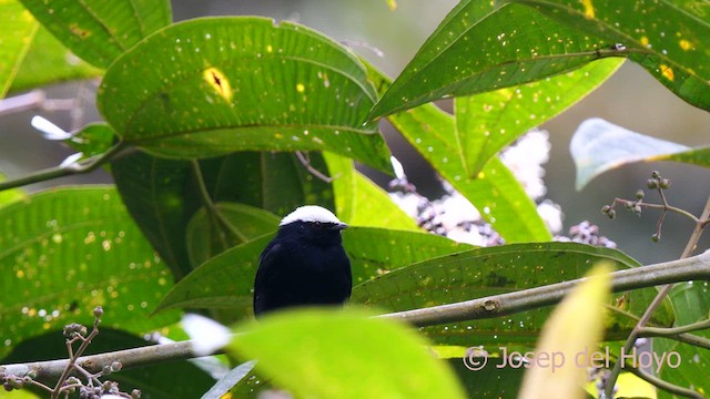 White-crowned Manakin - ML624019683