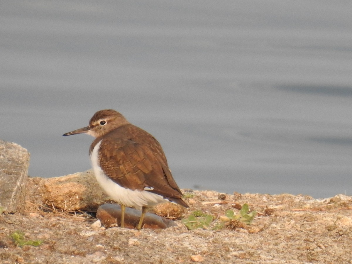 Common Sandpiper - ML624019686