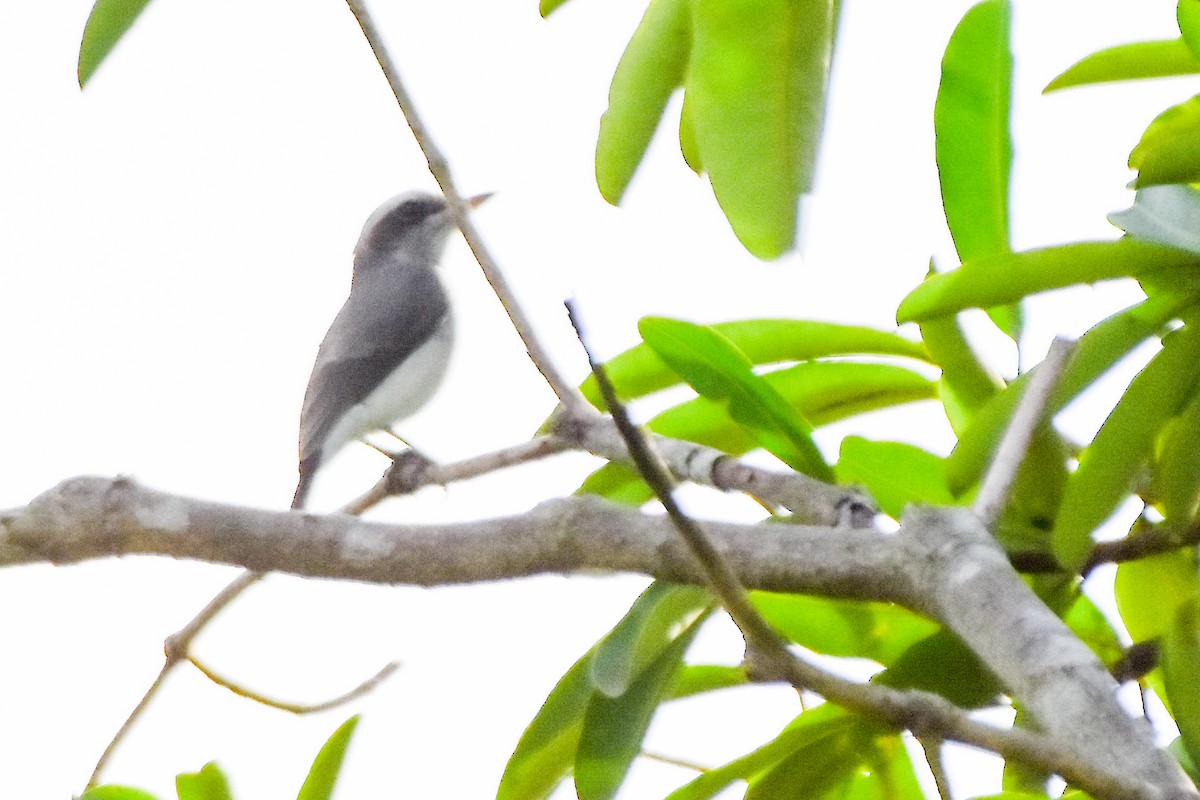 Common Woodshrike - ML624019687