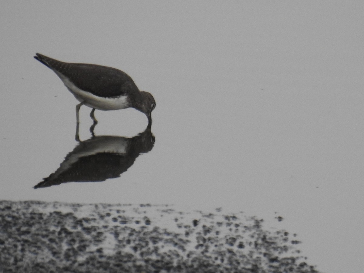 Green Sandpiper - ML624019688