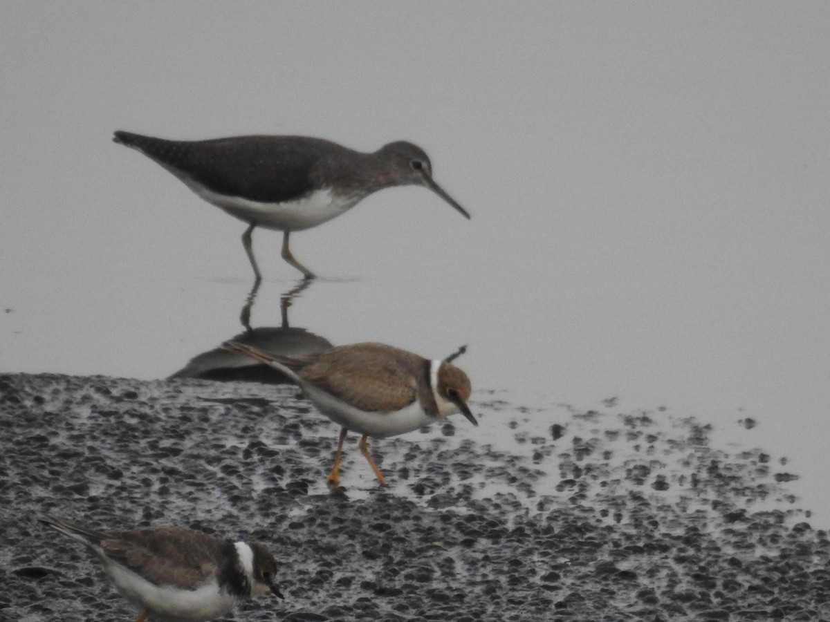 Green Sandpiper - Francis Prieto