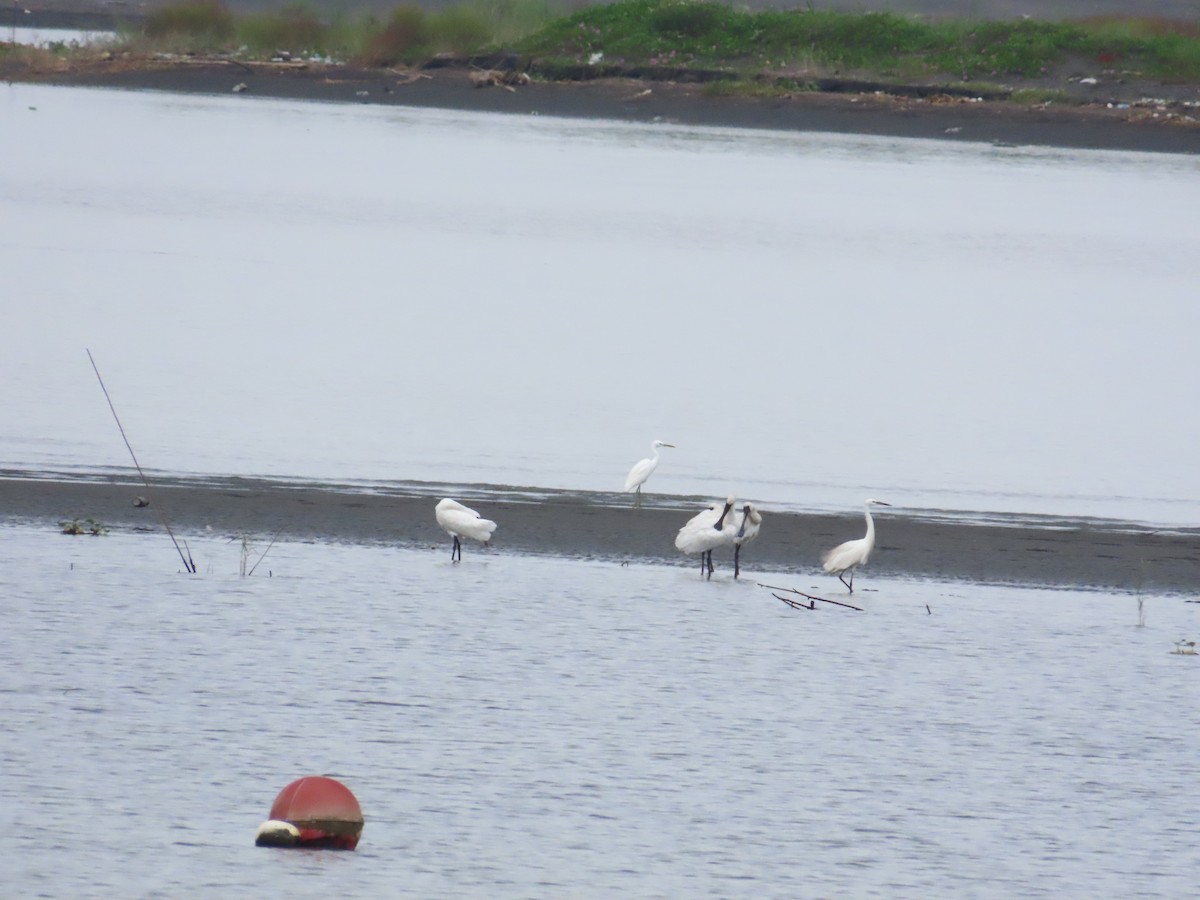 Black-faced Spoonbill - ML624019690