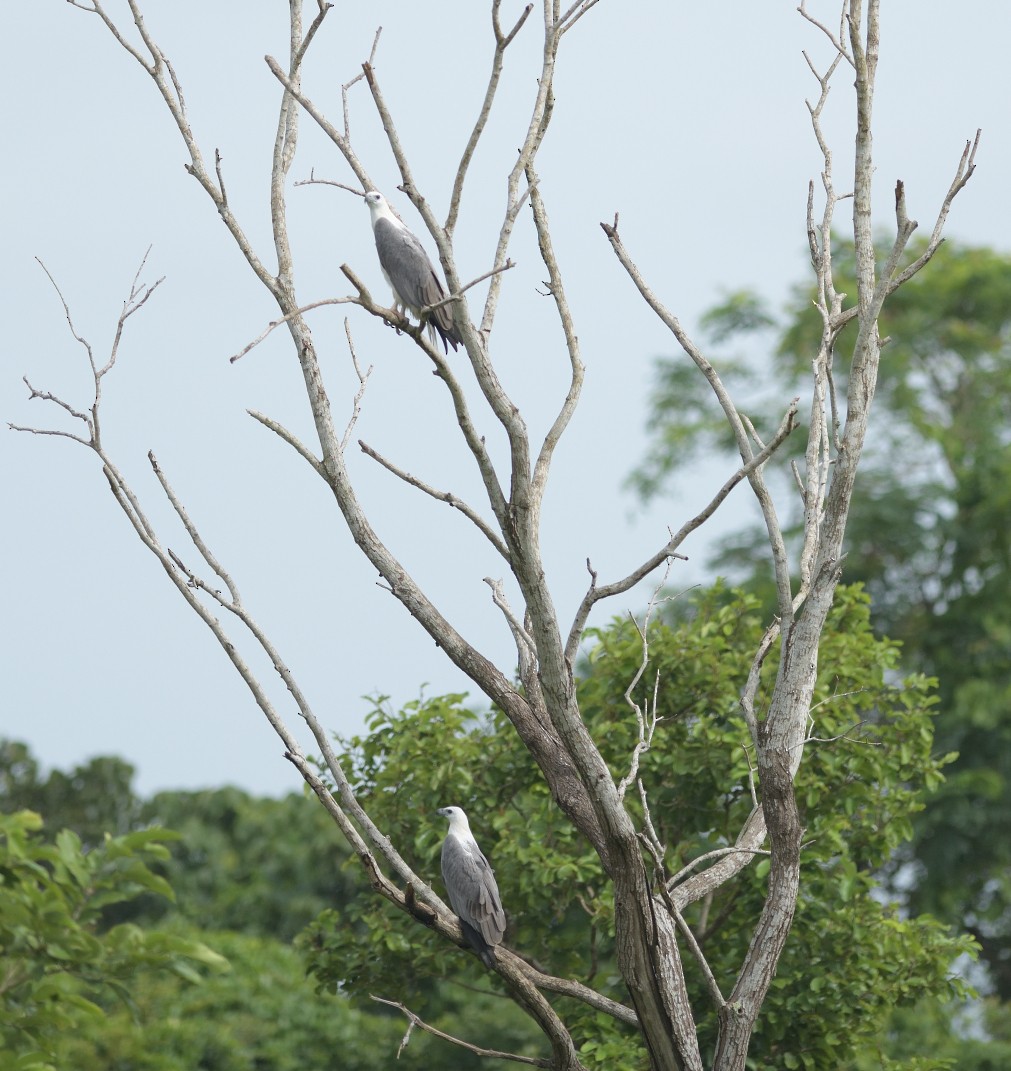 White-bellied Sea-Eagle - ML624019691