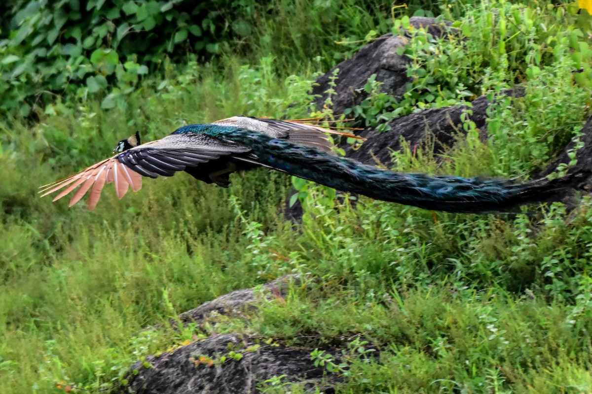 Indian Peafowl - ML624019692