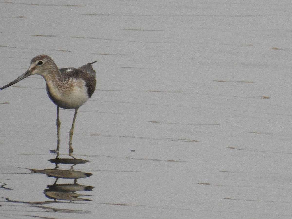 Common Greenshank - ML624019693