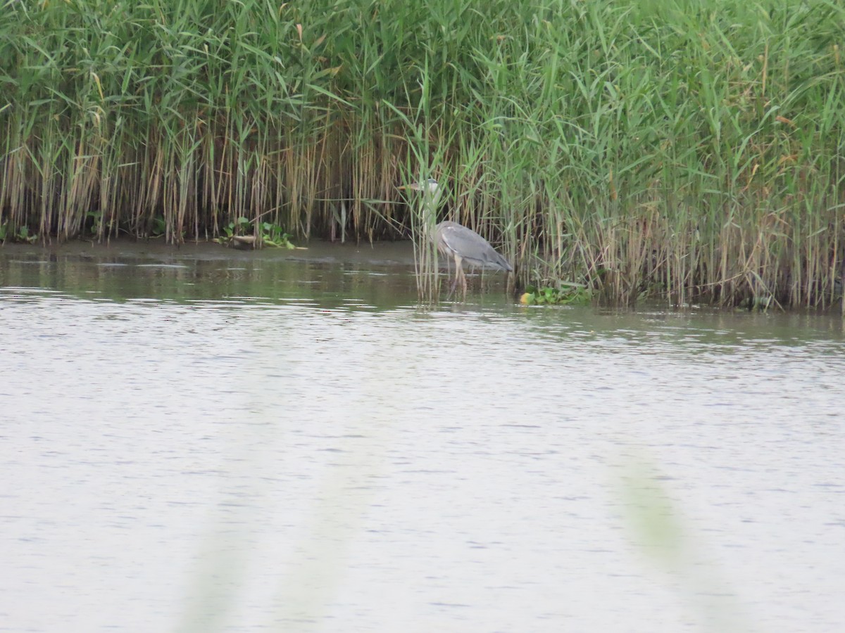 Gray Heron - 韋勳 陳