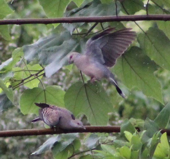 Spotted Dove - ML624019695