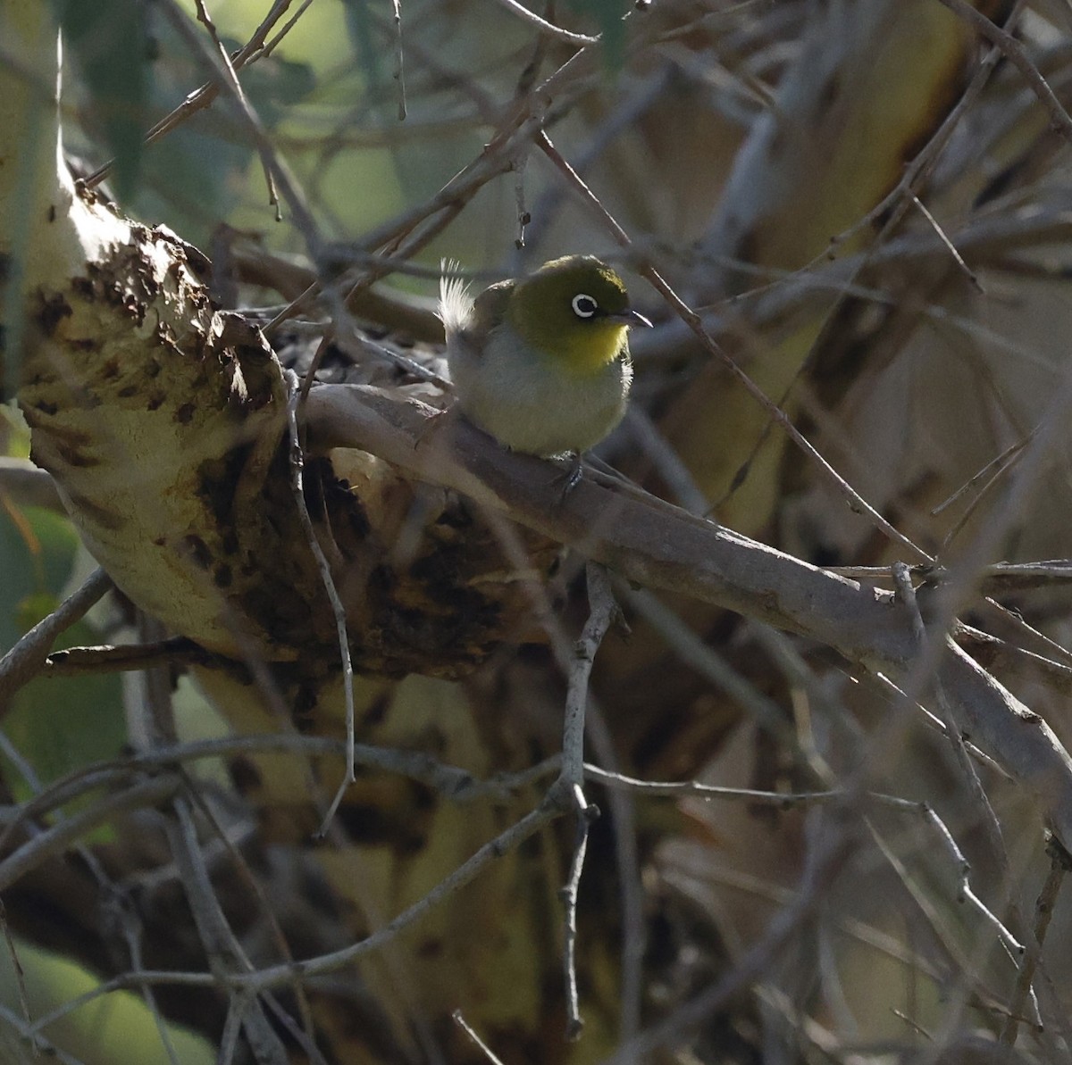 Silvereye - ML624019696