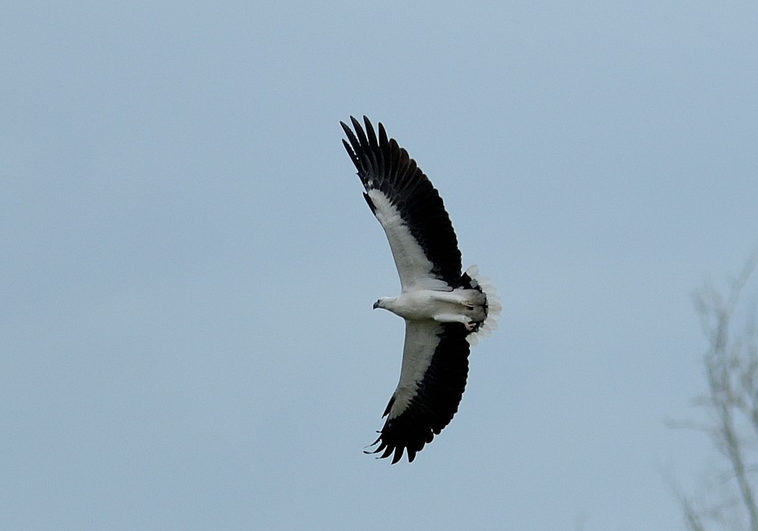 White-bellied Sea-Eagle - ML624019698