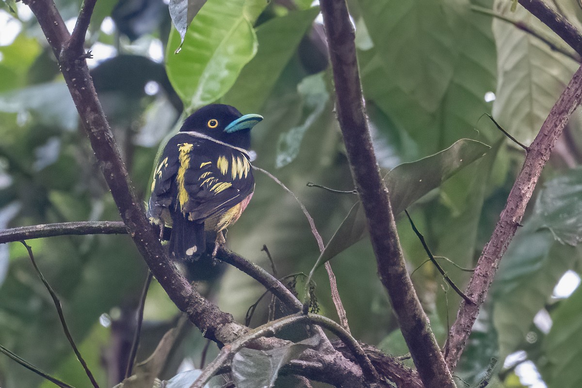 Black-and-yellow Broadbill - ML624019700