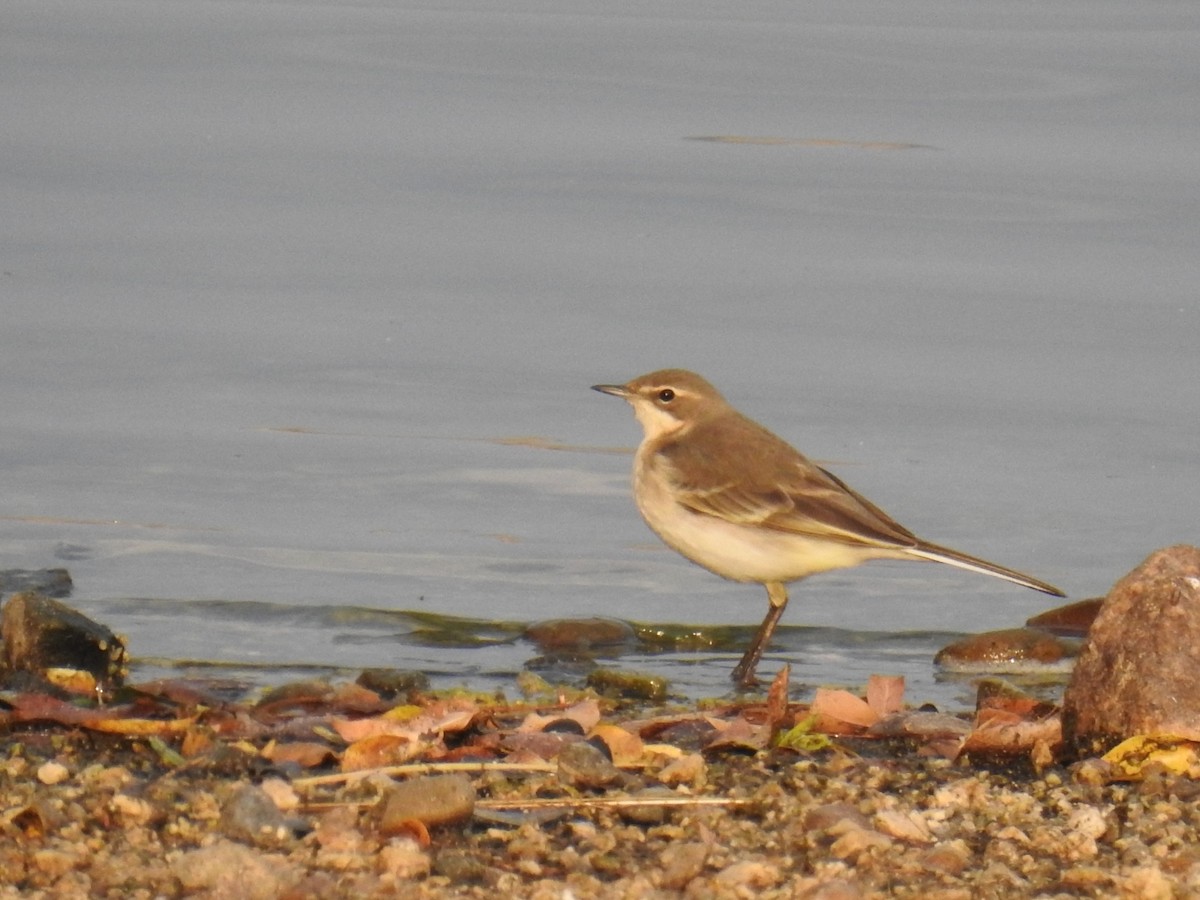 Western Yellow Wagtail - ML624019702