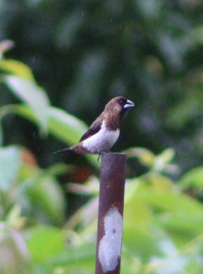 White-rumped Munia - ML624019703