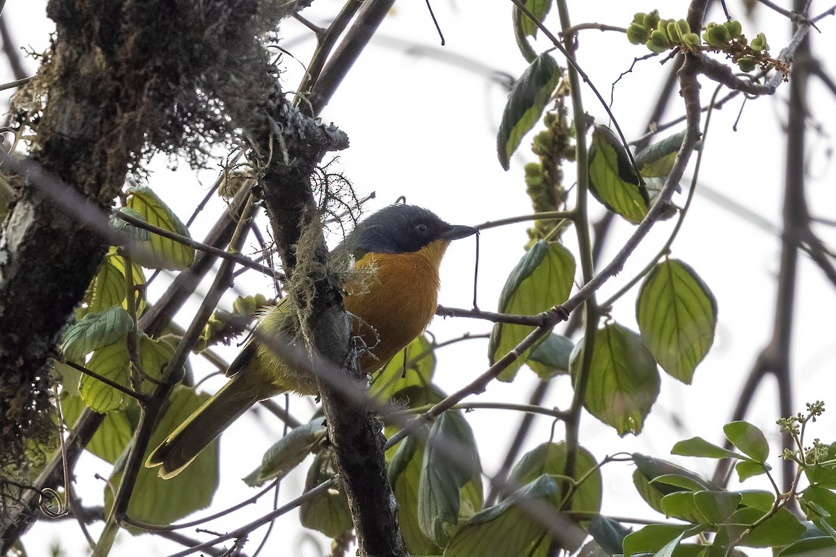 Black-fronted Bushshrike - ML624019704