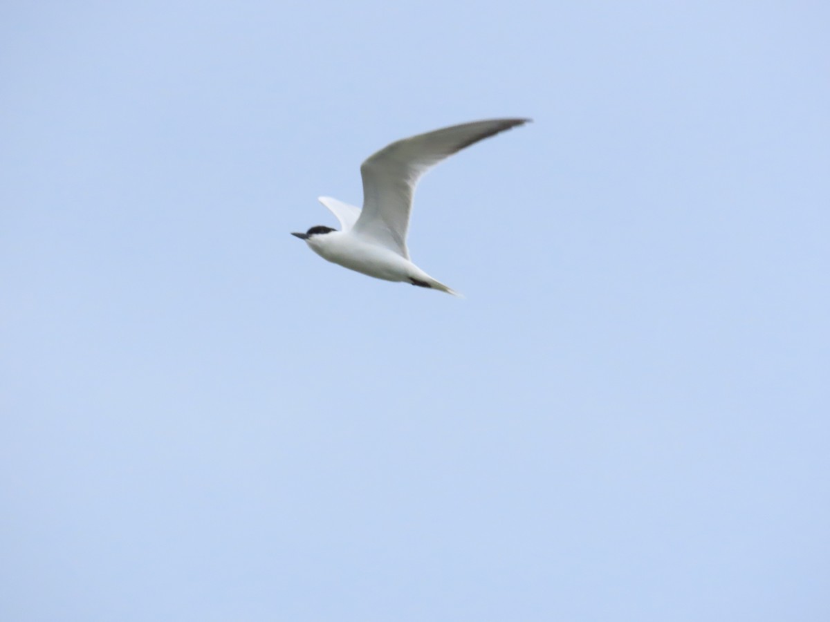 Gull-billed Tern - ML624019705