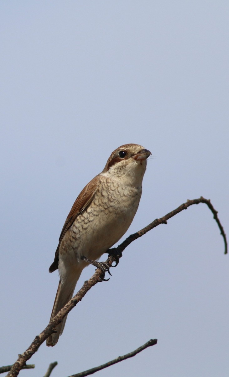 Red-backed Shrike - ML624019706