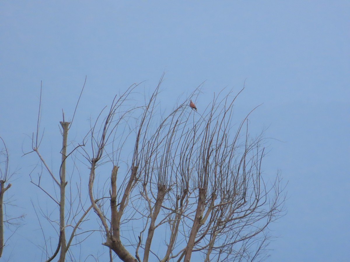 Red Collared-Dove - ML624019707