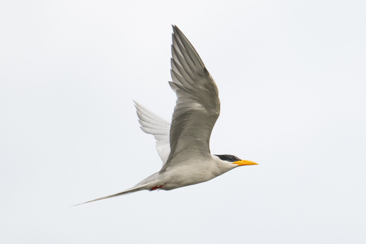 River Tern - H Nambiar