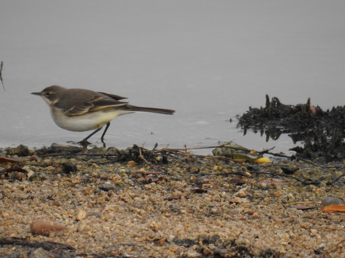 Western Yellow Wagtail - ML624019709