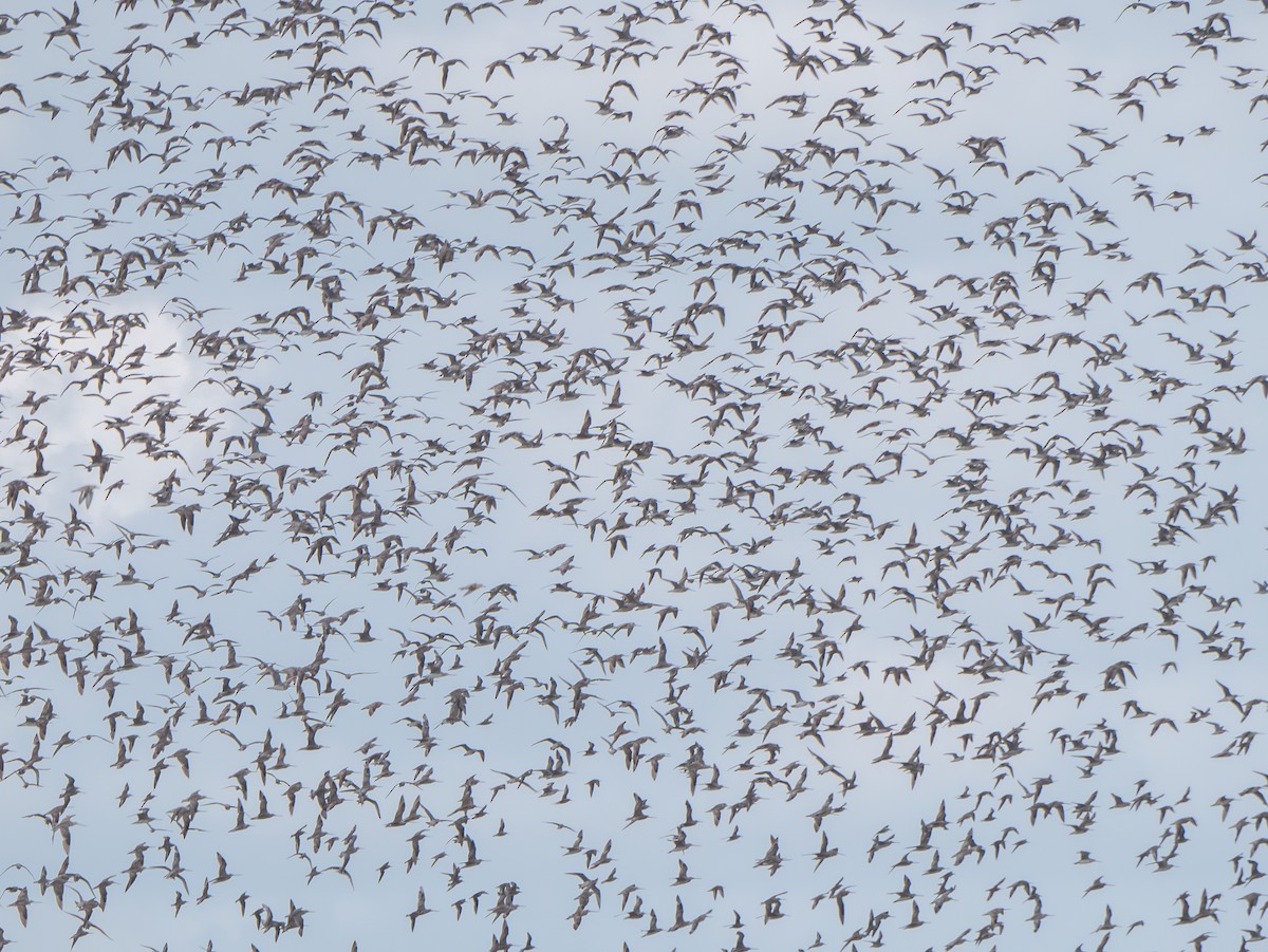 Bar-tailed Godwit - ML624019712