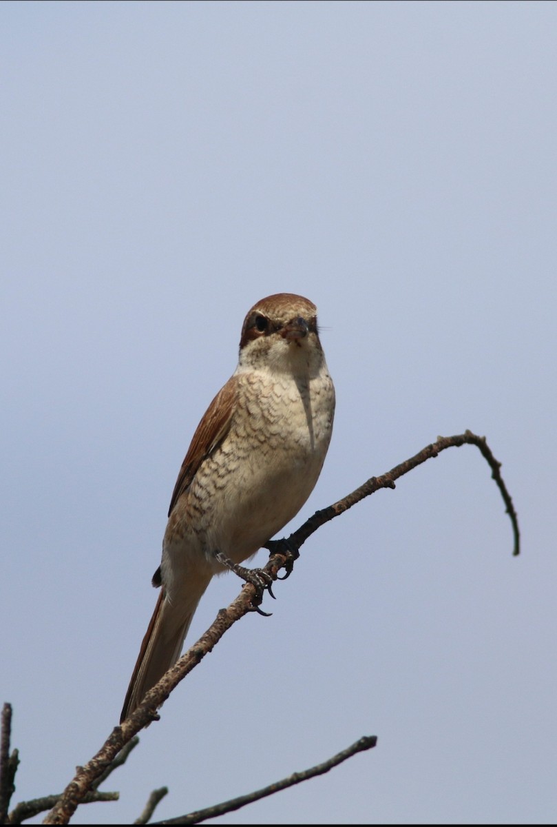 Red-backed Shrike - Brendon Fagan