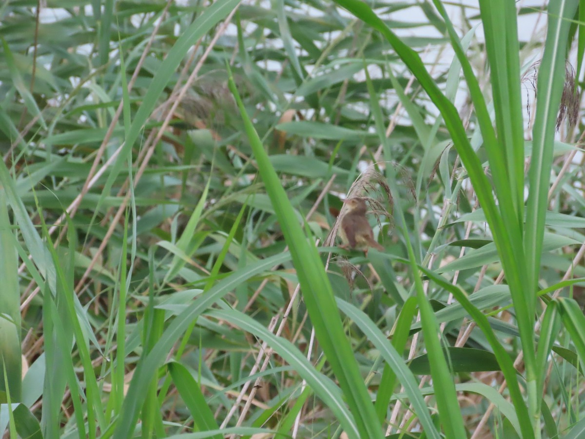 Plain Prinia - ML624019714