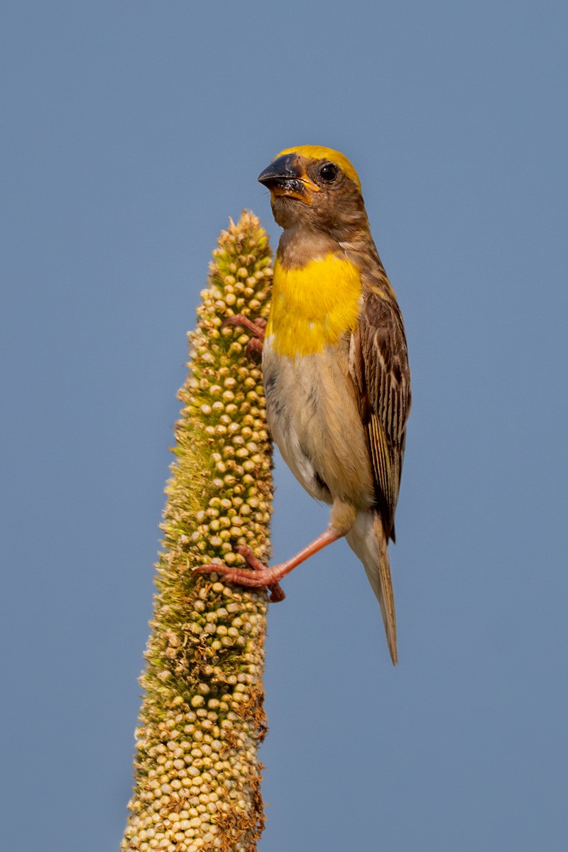 Baya Weaver - ML624019715