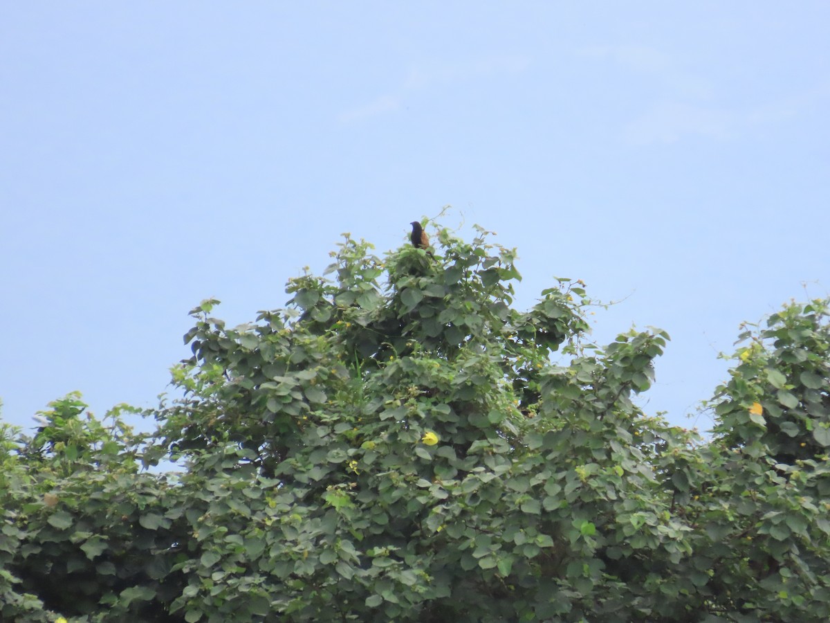 Lesser Coucal - ML624019716