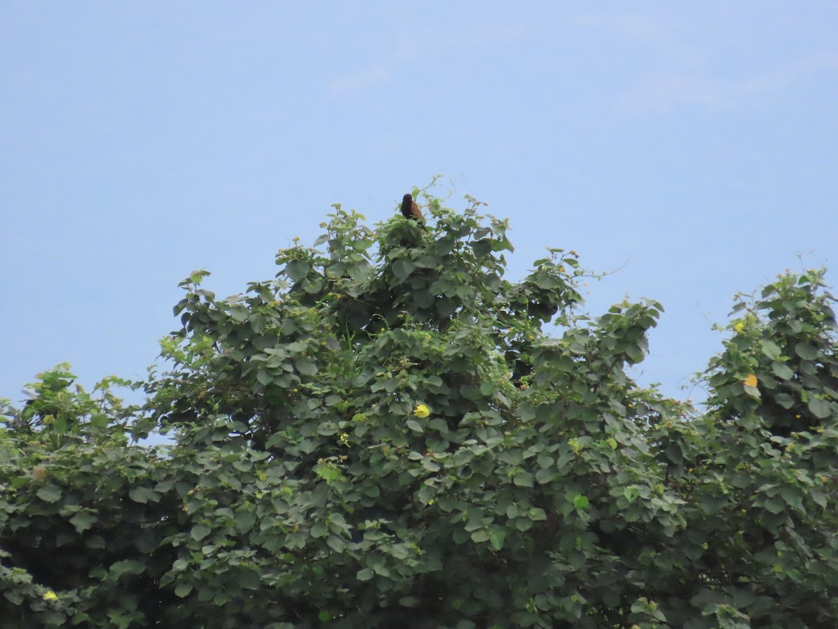 Lesser Coucal - ML624019717