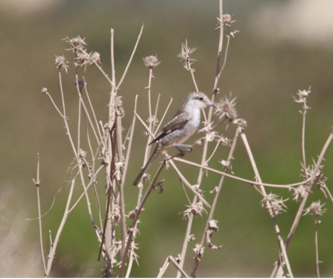 Masked Shrike - ML624019718