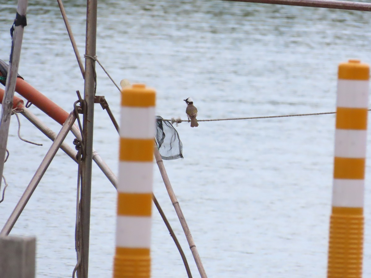 Light-vented Bulbul - ML624019719