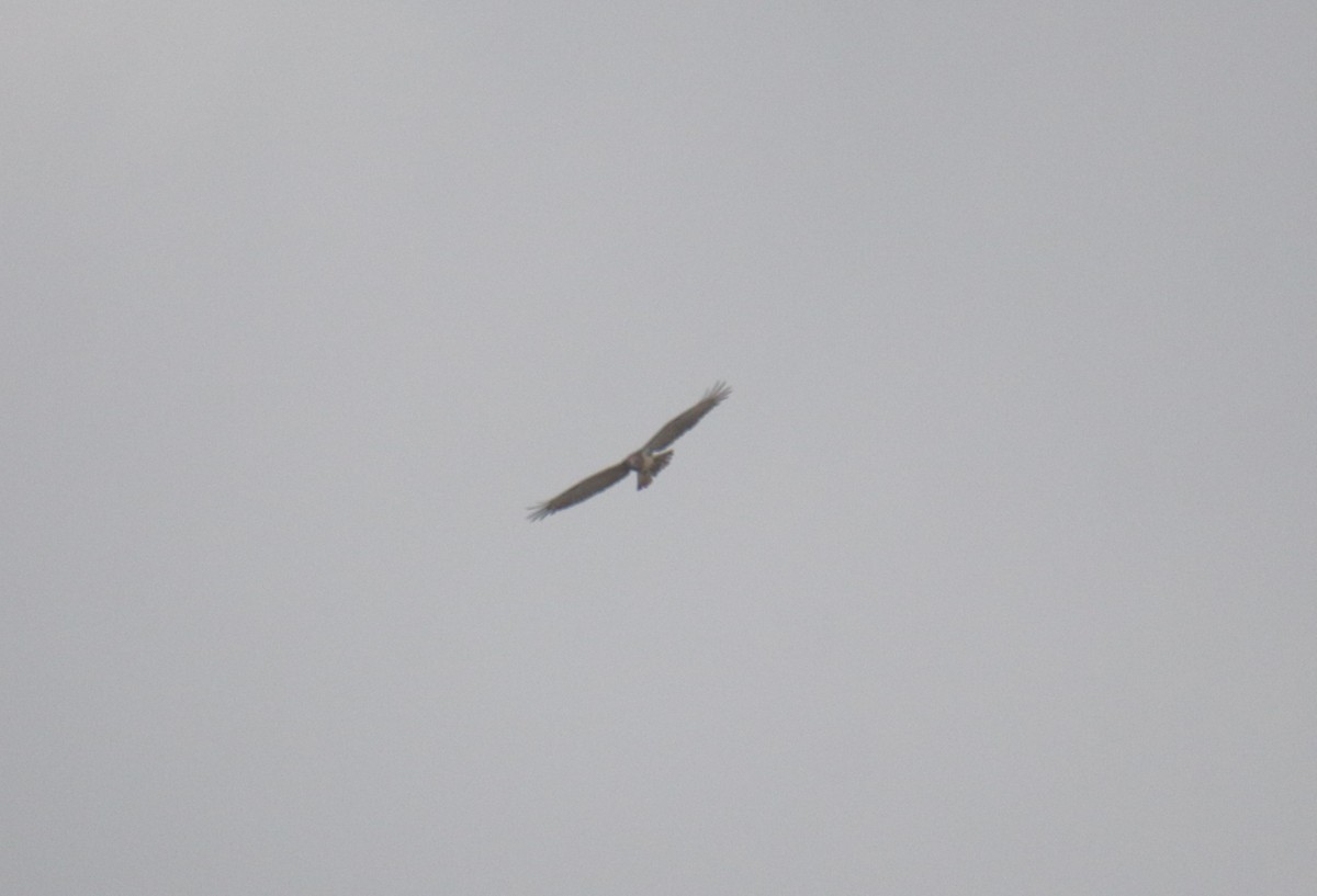 Short-toed Snake-Eagle - ML624019720