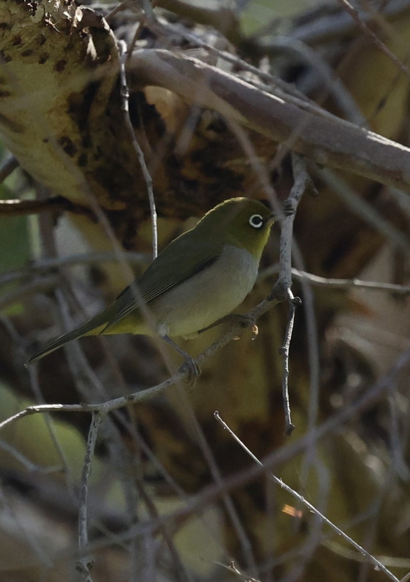 Silvereye - ML624019723