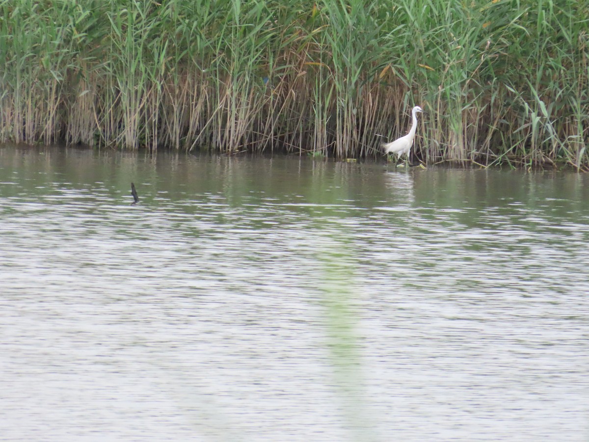 Little Egret - ML624019725