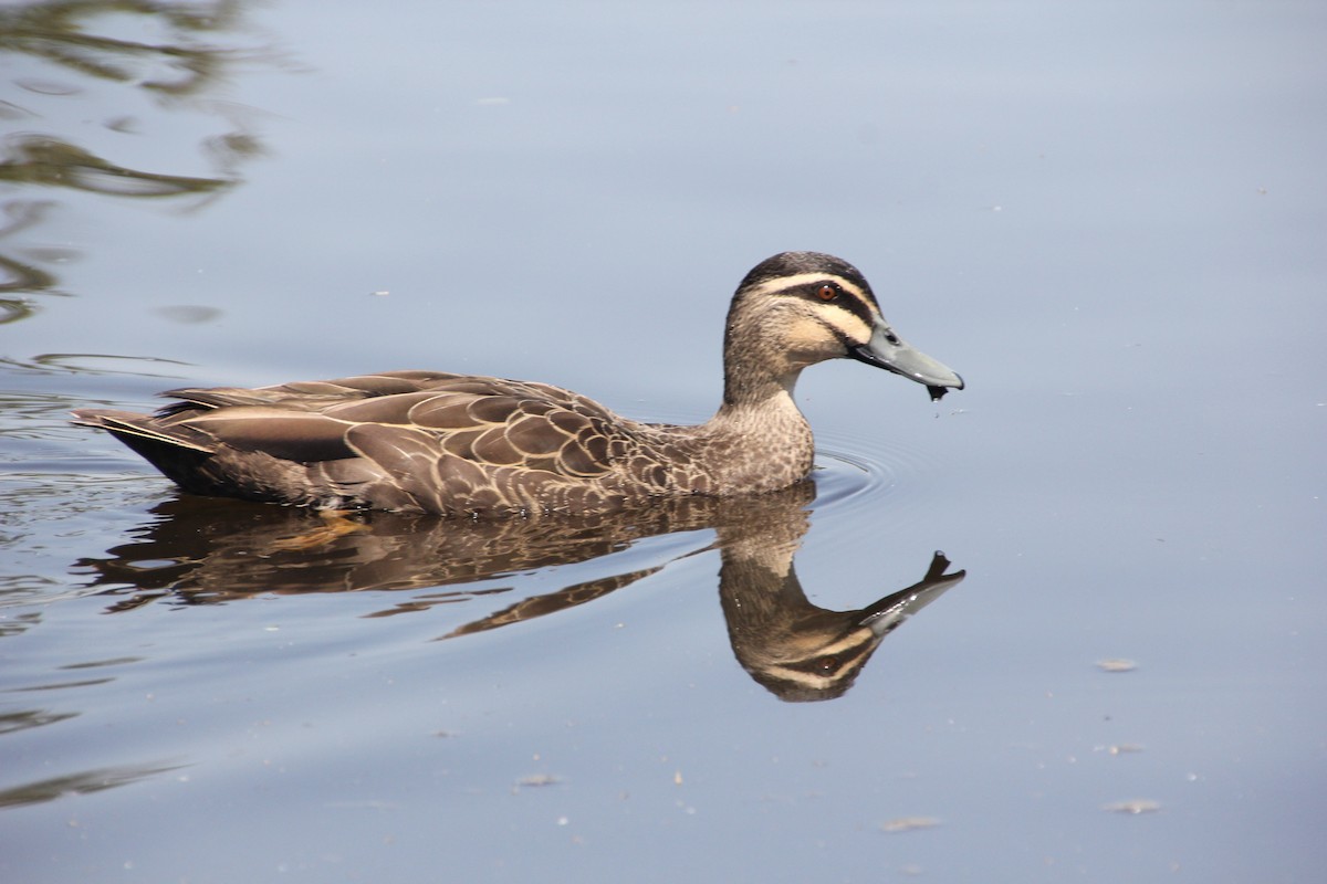 Pacific Black Duck - ML624019726