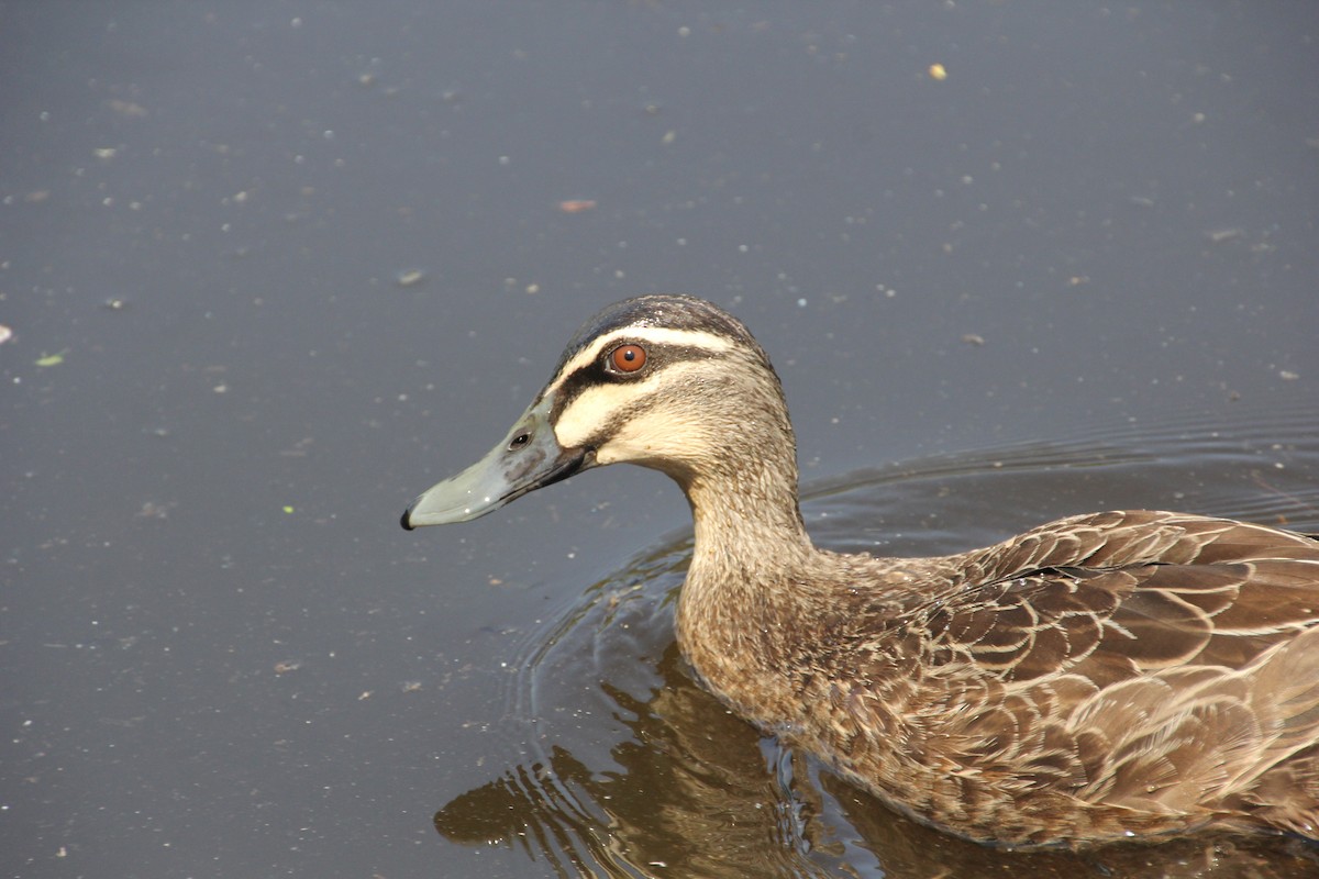 Pacific Black Duck - ML624019727