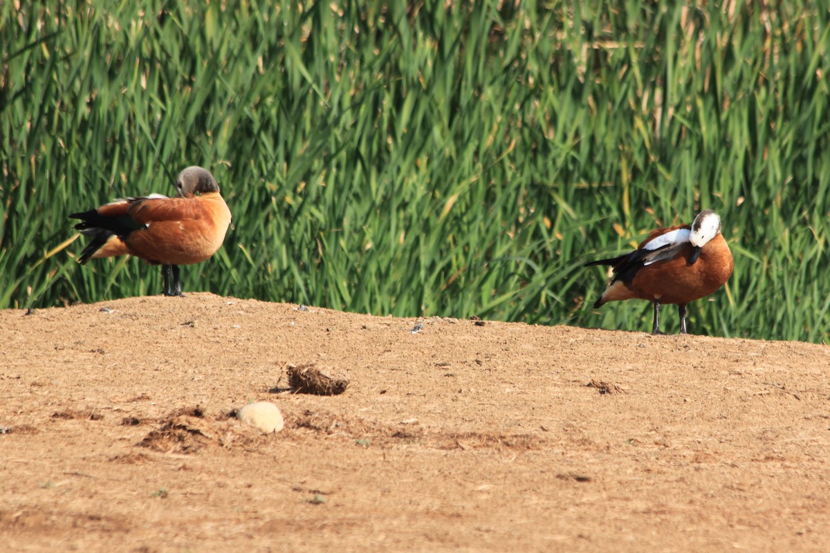 South African Shelduck - ML624019729