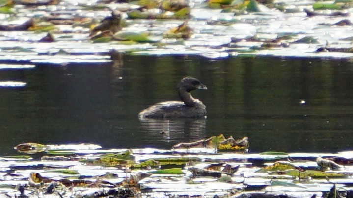 Pied-billed Grebe - ML624019730