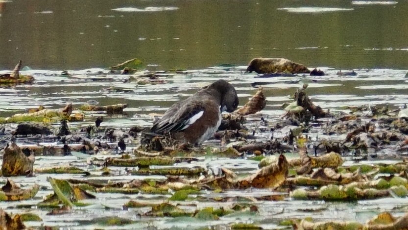 American Wigeon - ML624019731