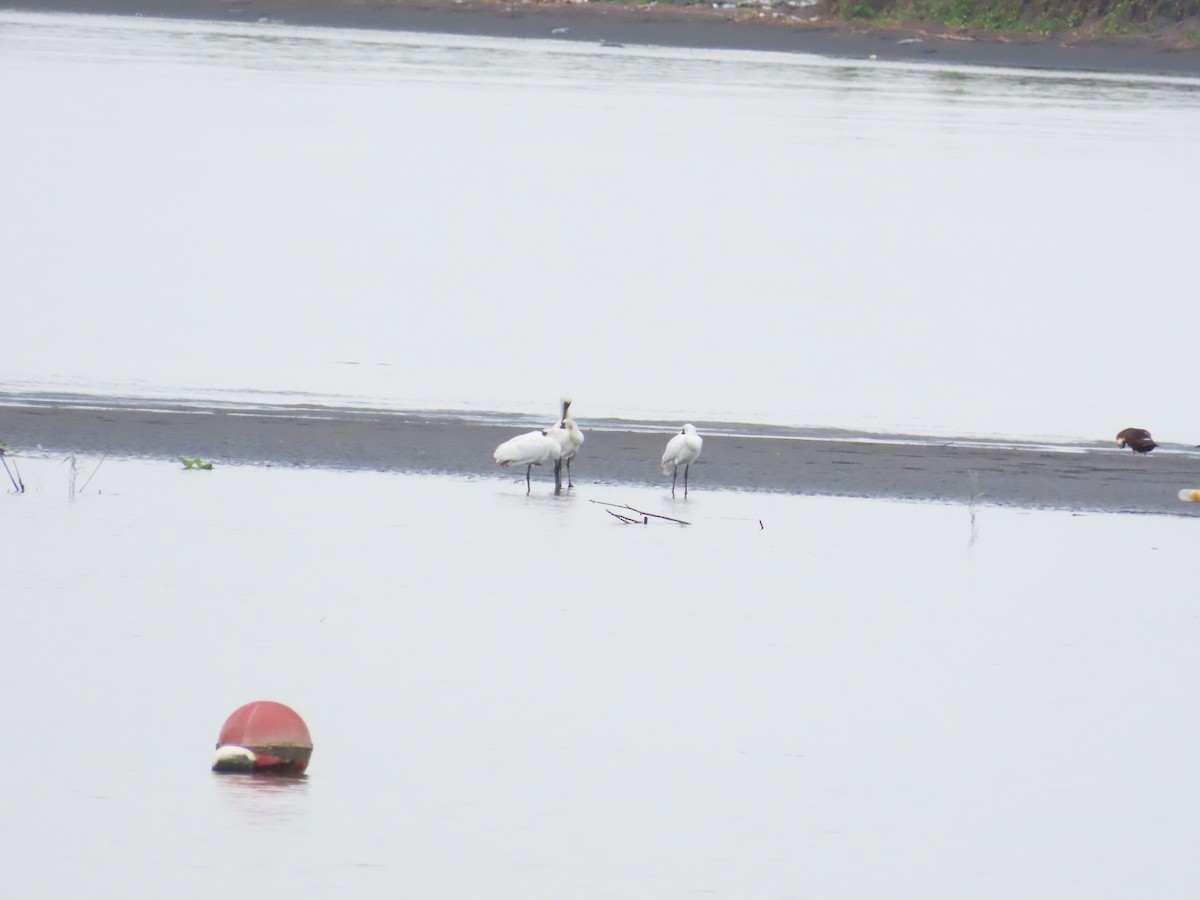 Black-faced Spoonbill - ML624019732