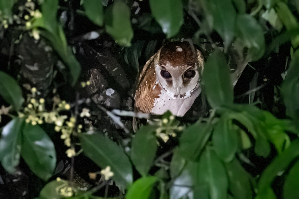 Oriental Bay-Owl - ML624019733