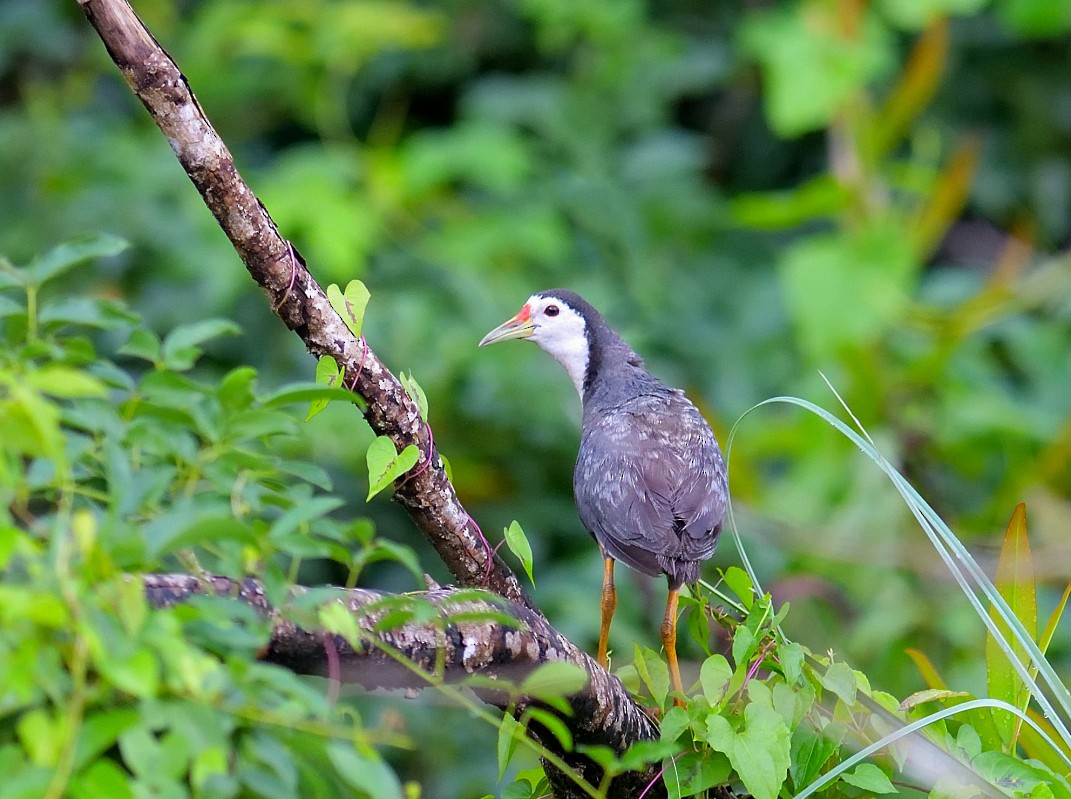 White-breasted Waterhen - Hashir Elat Valiyakath