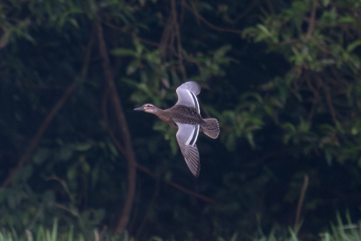 Garganey - ML624019736