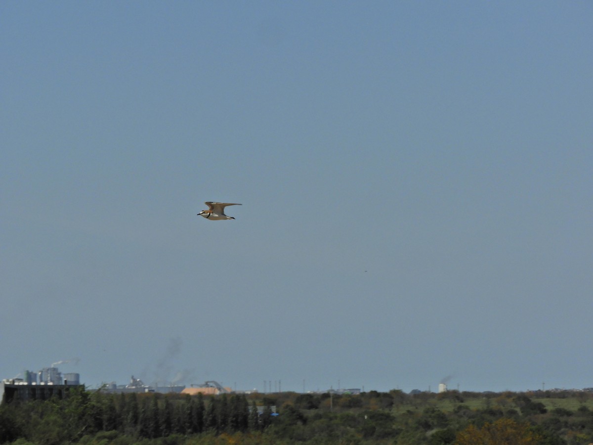 Collared Plover - ML624019738