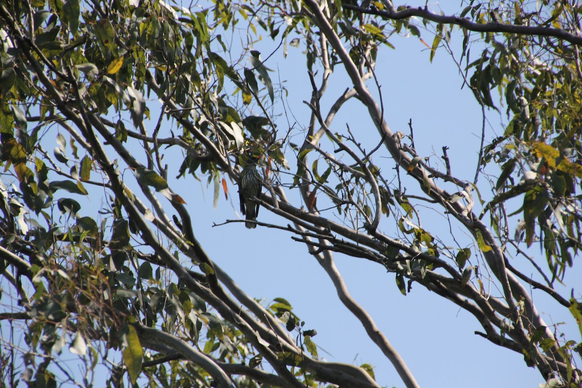 Olive-backed Oriole - ML624019740