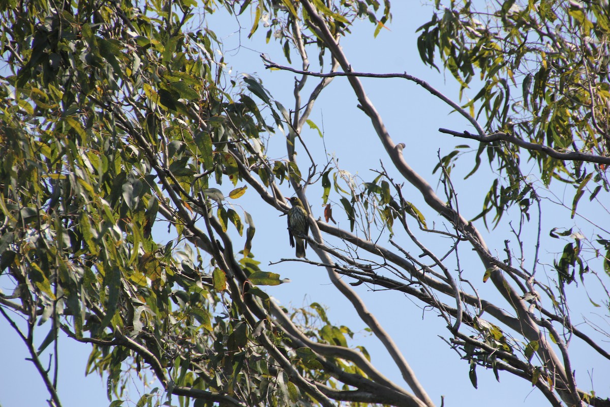 Olive-backed Oriole - ML624019742